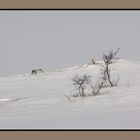 Frühstück in Lappland