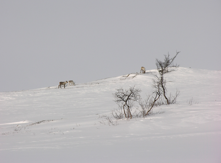 Frühstück in Lappland