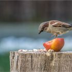 Frühstück ist fertig.......