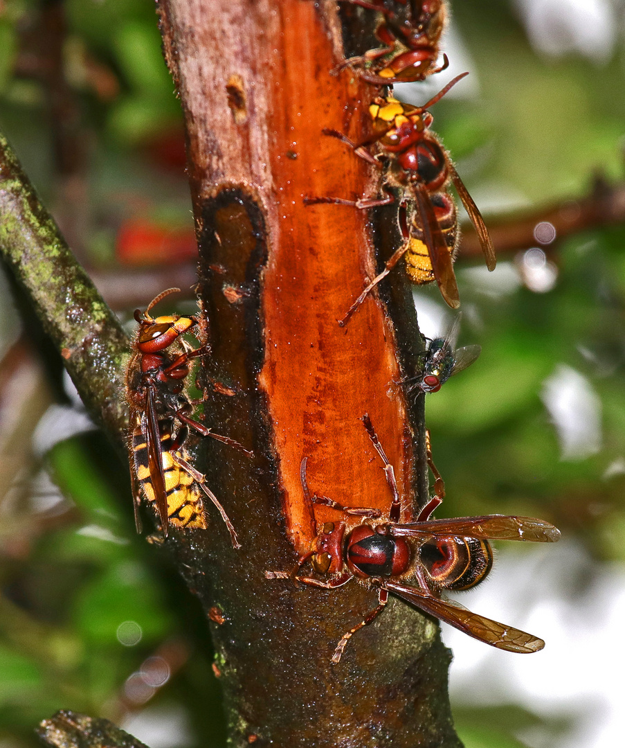 Frühstück mit Fliege