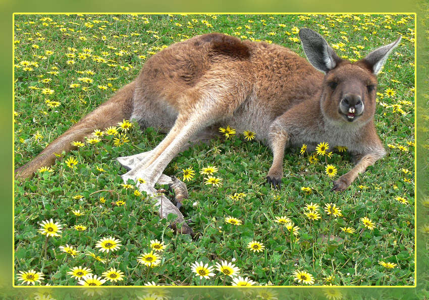 Frühstück mit Känguru