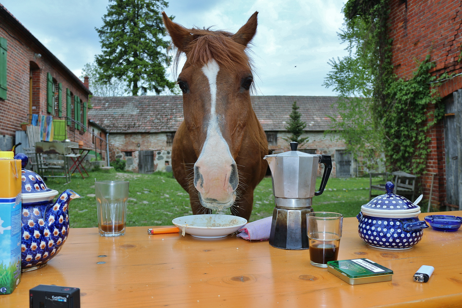 Frühstück mit Pferd