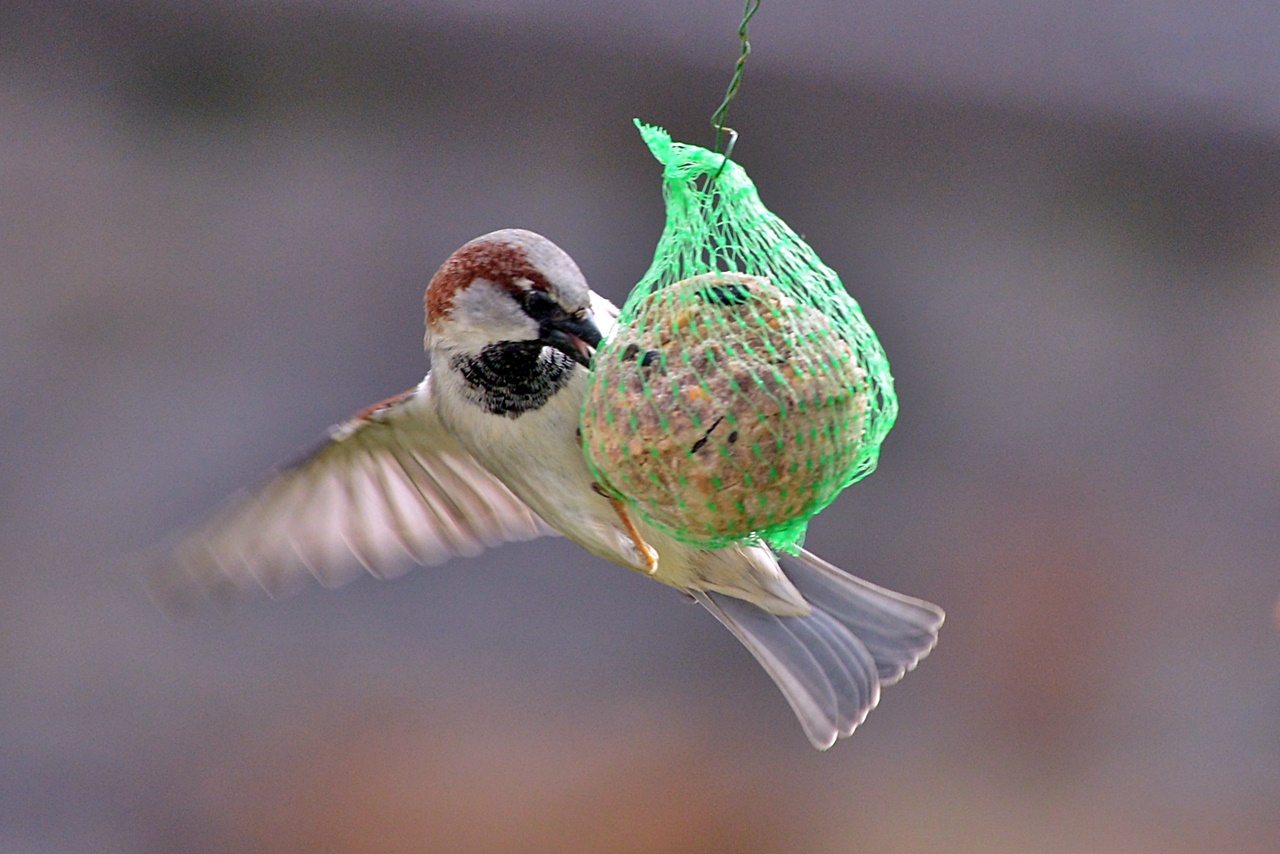 "Frühstück" Spatz am Meisenknödel