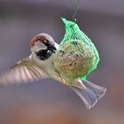 "Frühstück" Spatz am Meisenknödel