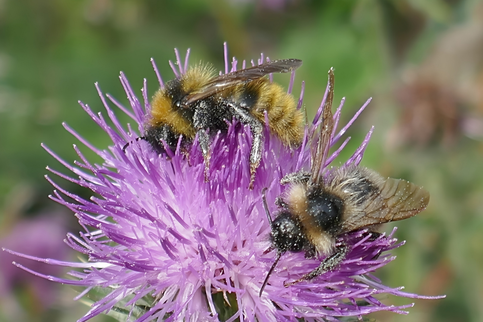 Frühstück zu Zweit Foto & Bild tiere, wildlife, insekten Bilder auf