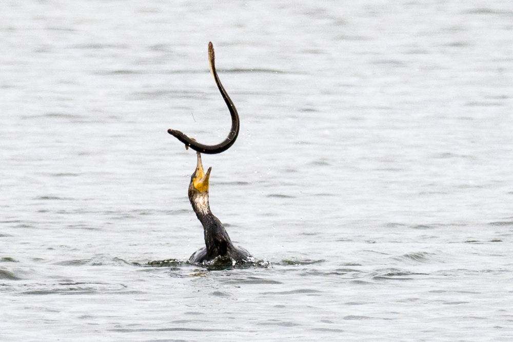 Frühstückchen Kormoran