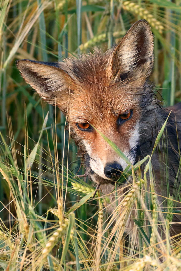 "FRÜHSTÜCKS MAUS" oder was das ist