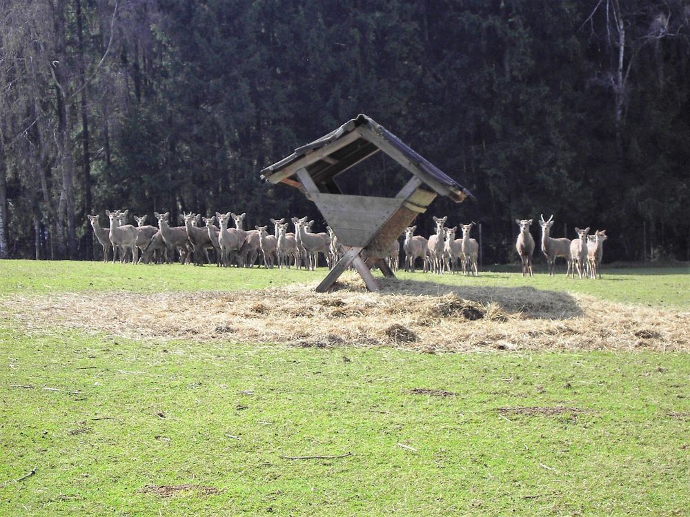 Frühstücksapell vom Dammwild