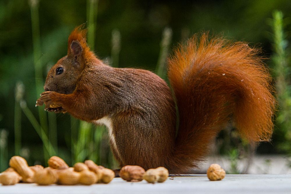 Frühstücksbesuch