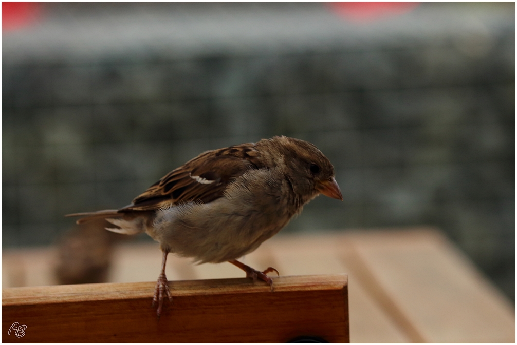 Frühstücksspatz...