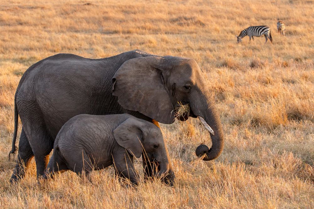 Frühstückszeit in der Masai Mara