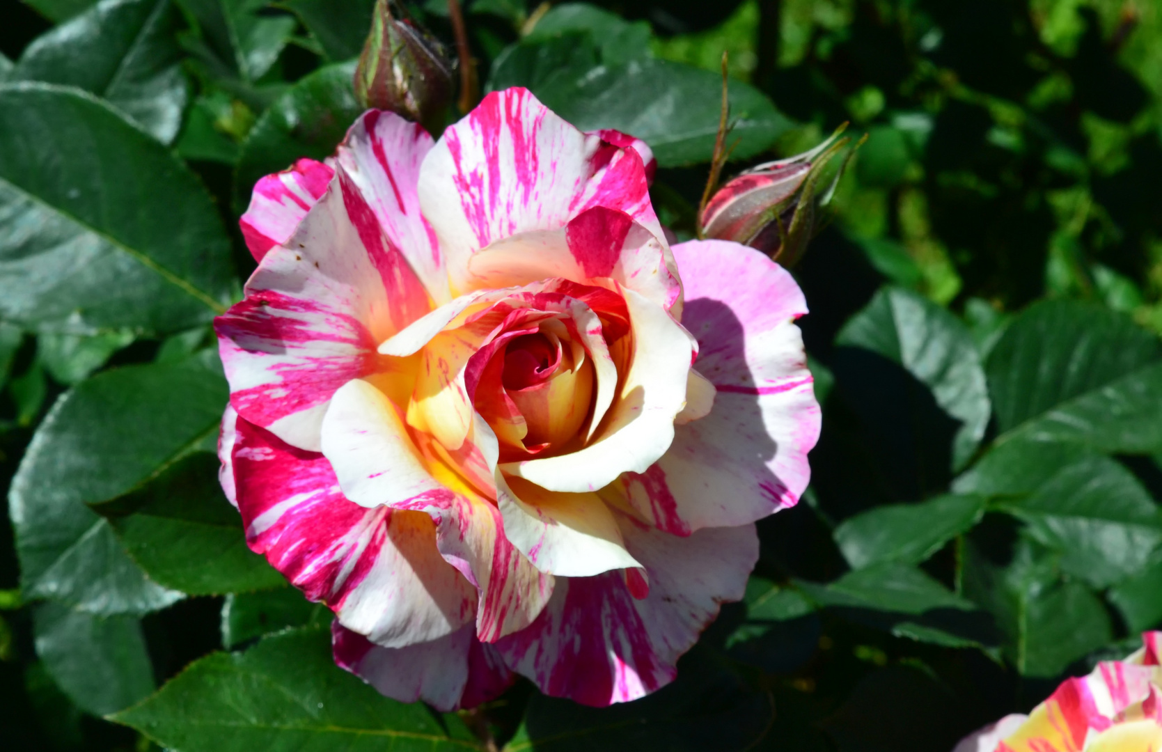 Frühwarnsystem - Rosen in den Weinbergen