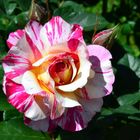 Frühwarnsystem - Rosen in den Weinbergen