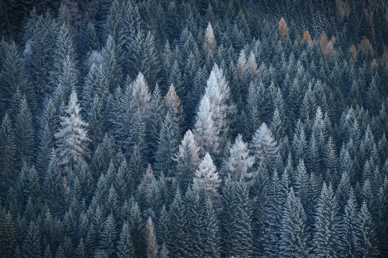 Frühwinterimpression  " Stiller Bergwald "