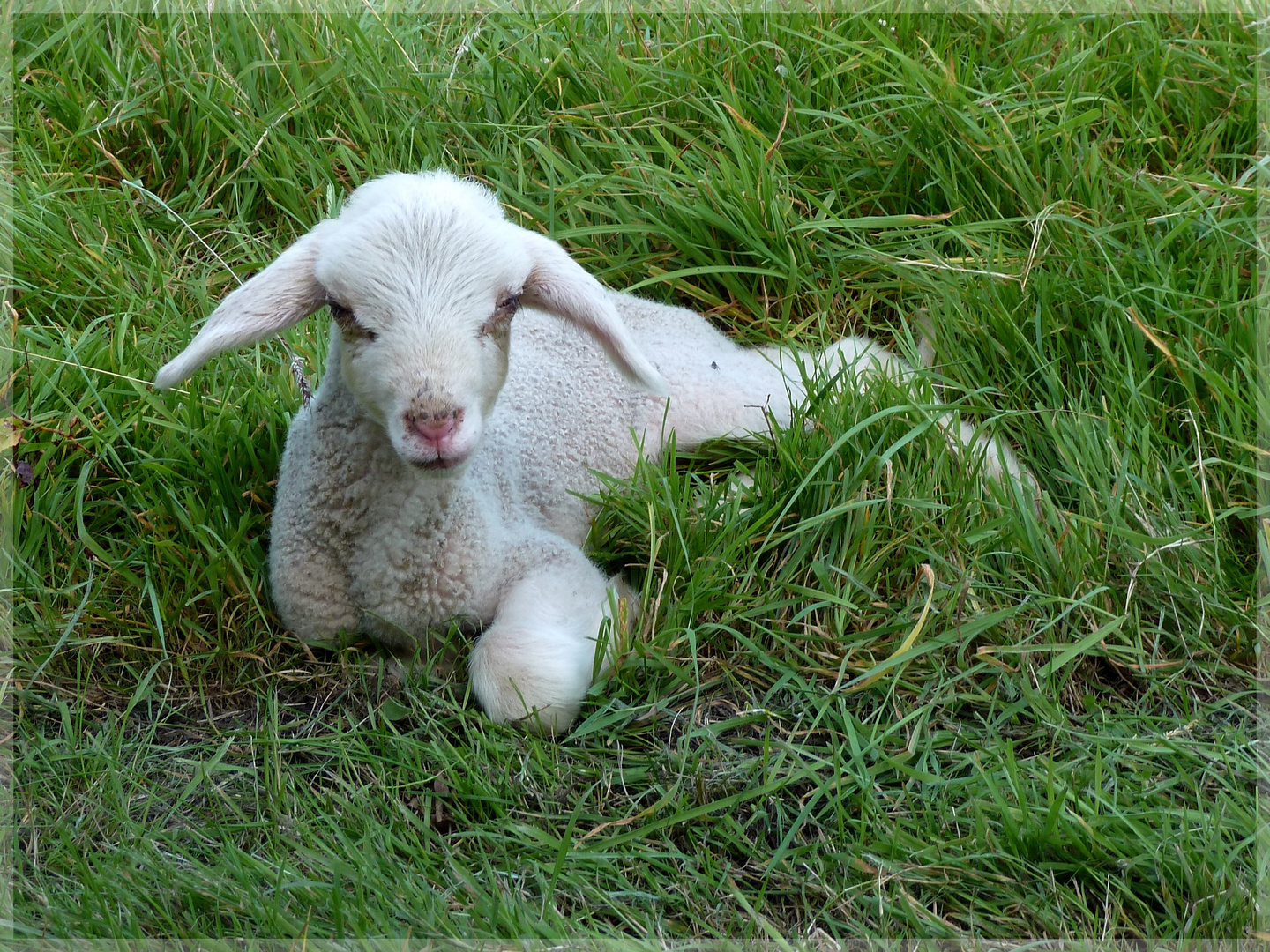 frühzeitiges Osterlamm