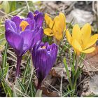 Früjahrsfreuden im Garten