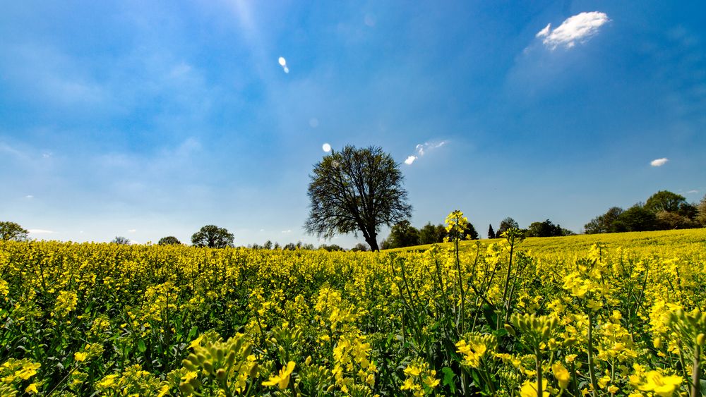 Früling