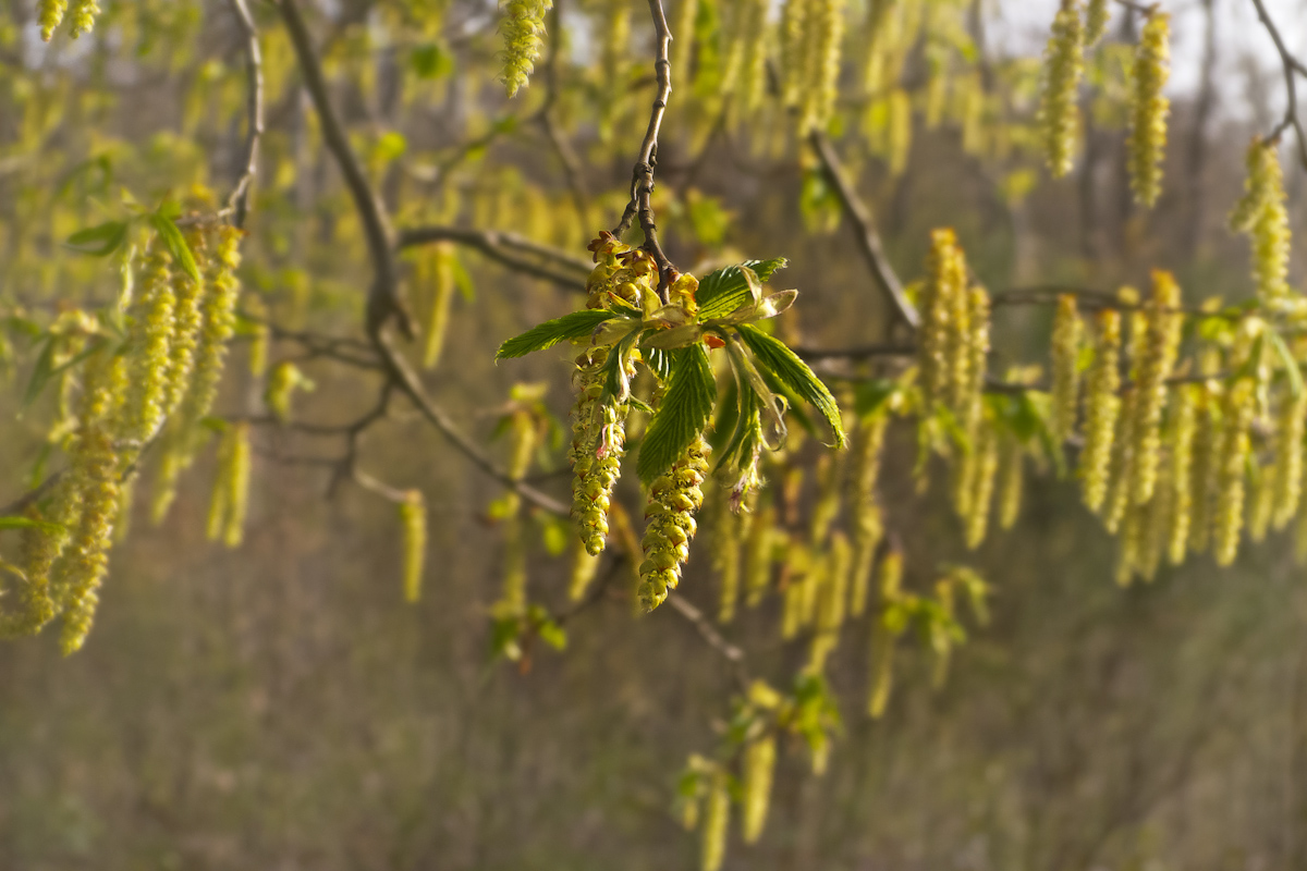 Früling.