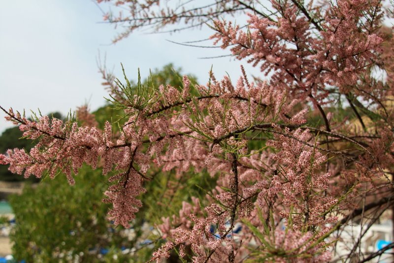 Früling auf Mallorca 2