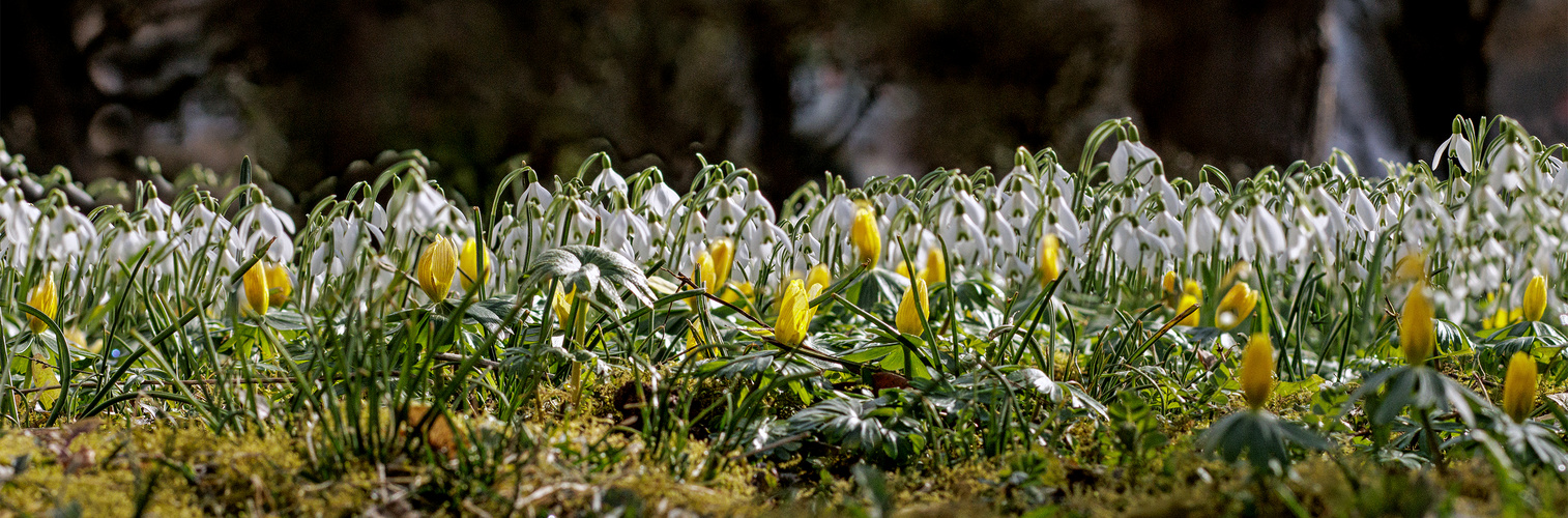 Früling 