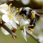 Früling ist da!