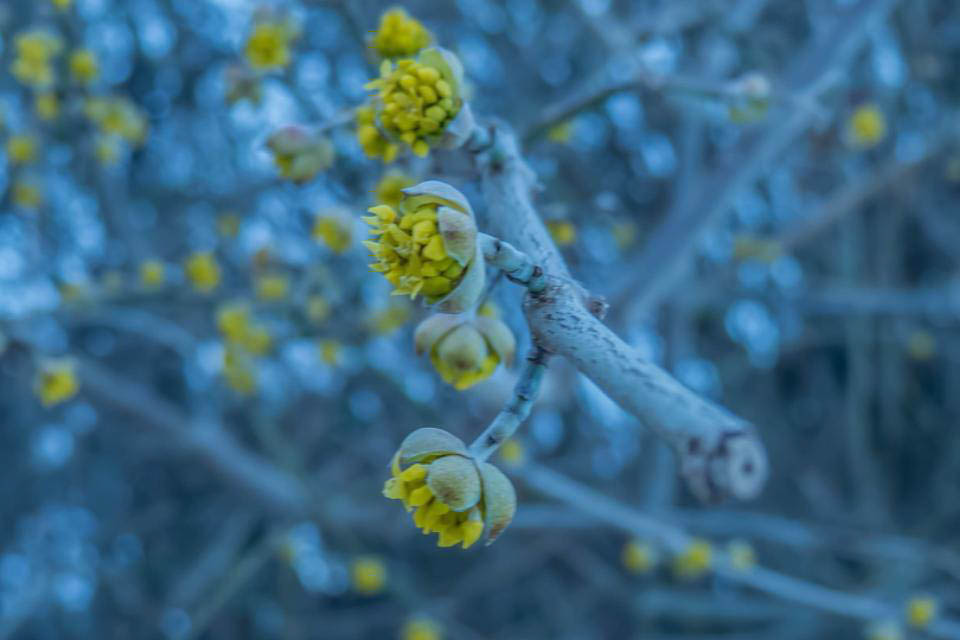 Frülings Knospen