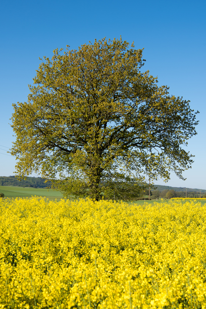 Frülingsbaum nud Raps