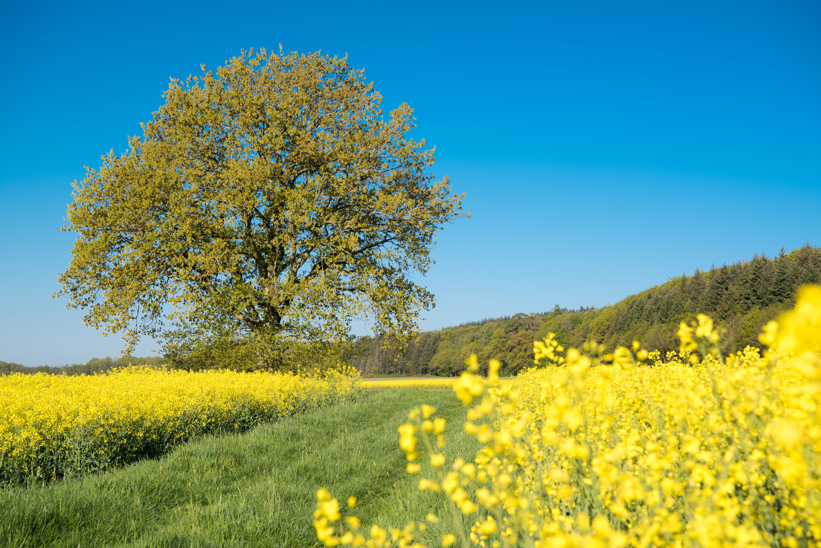 Frülingsbaum und Raps 2