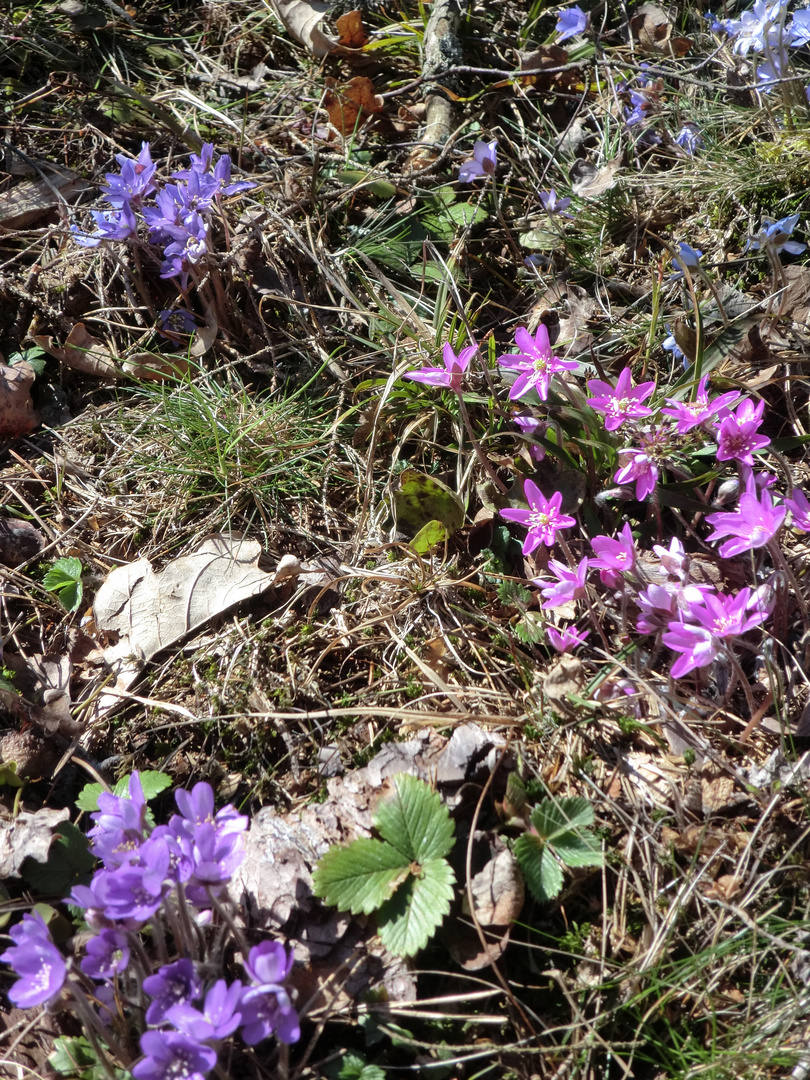 Frülingsblume