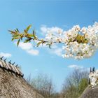 Früühling -