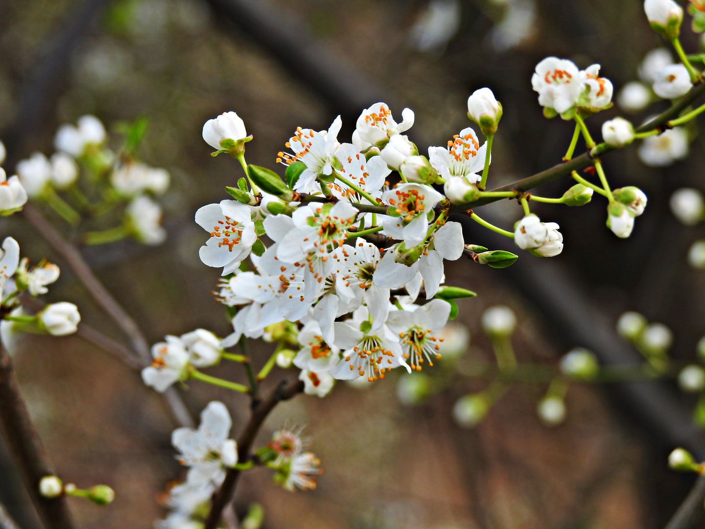 Früüühling 2