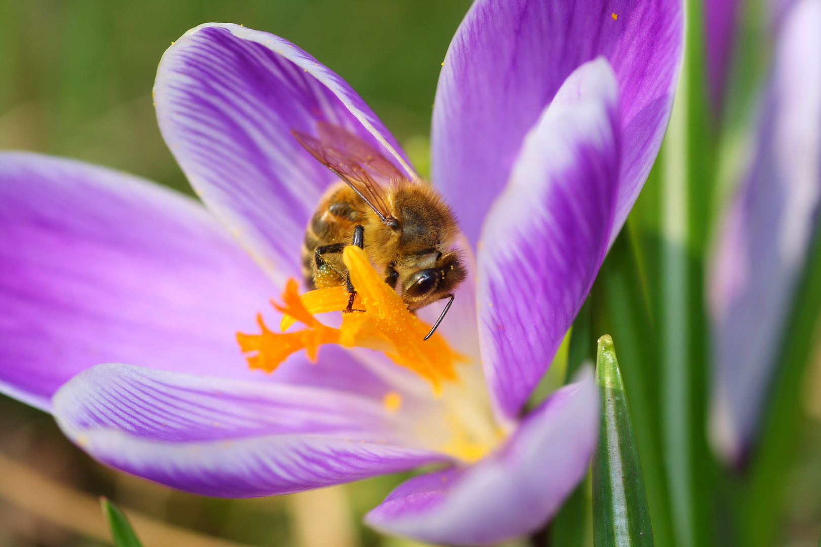 *Früüühling*