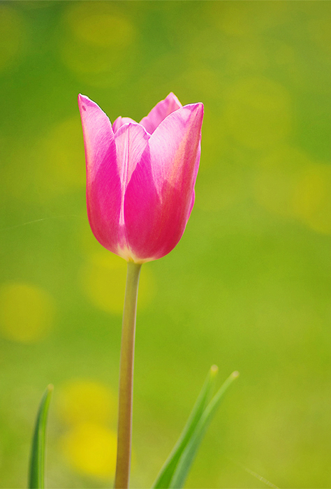 früüühling..