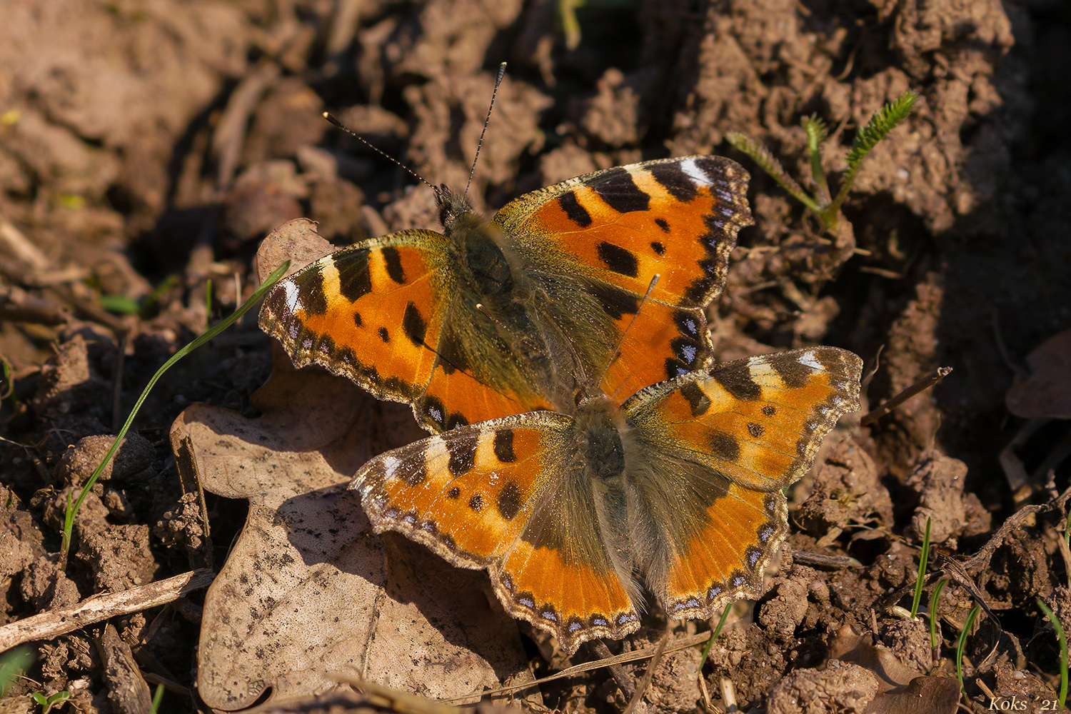 FRÜÜÜHLING