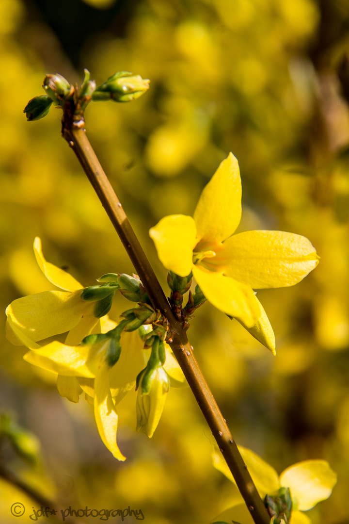 Früüühling