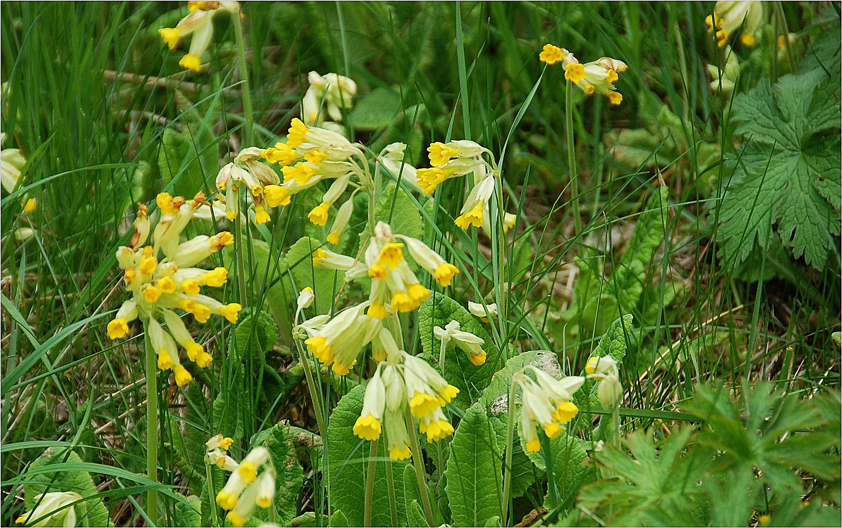 Früüühling!