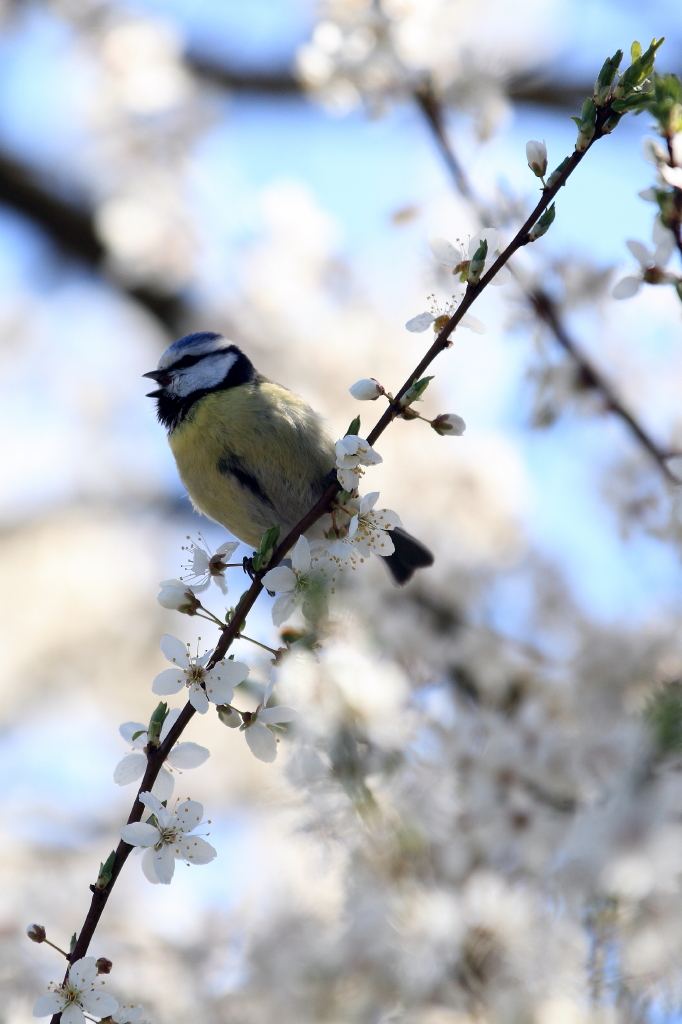 Früüühling...