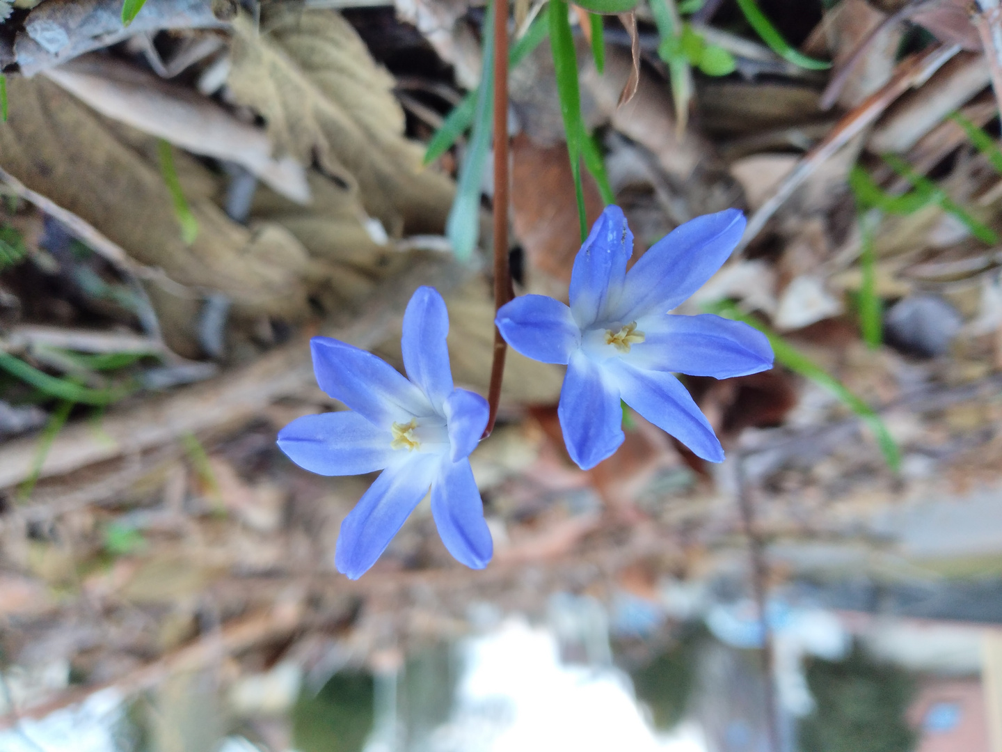 Früüühling 