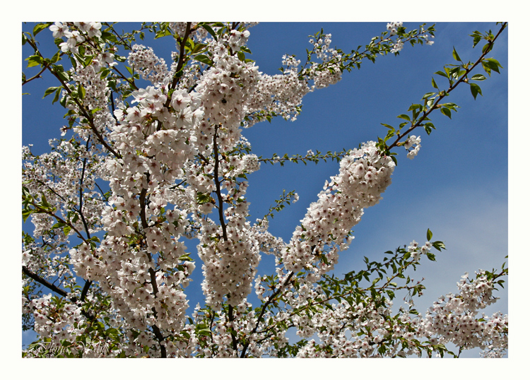 Früüüühling!