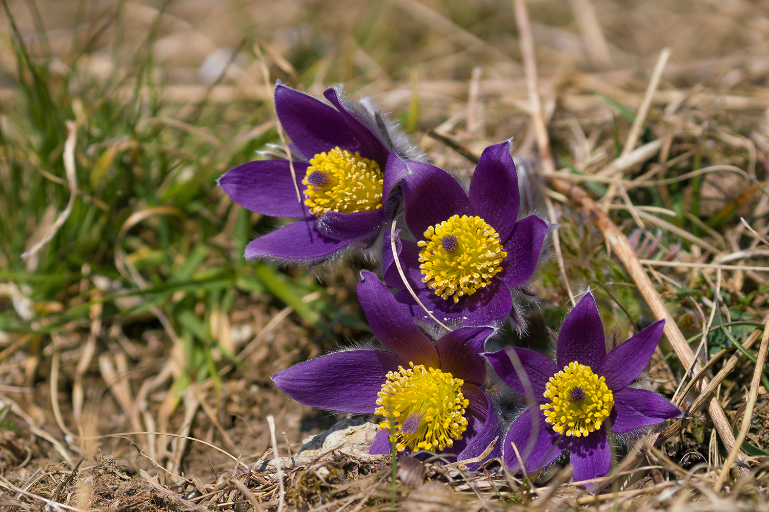 FRÜÜÜÜHLING