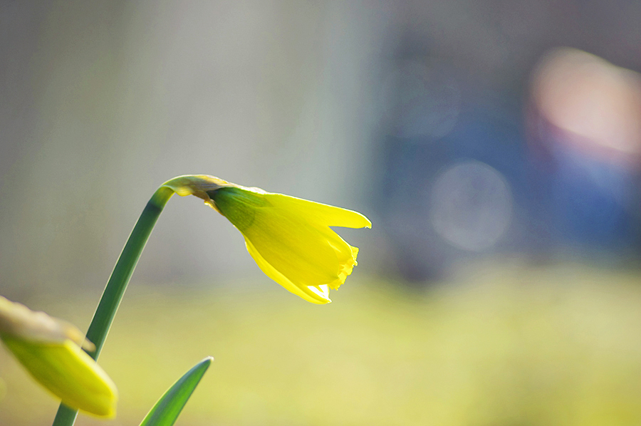 früüüühling! 