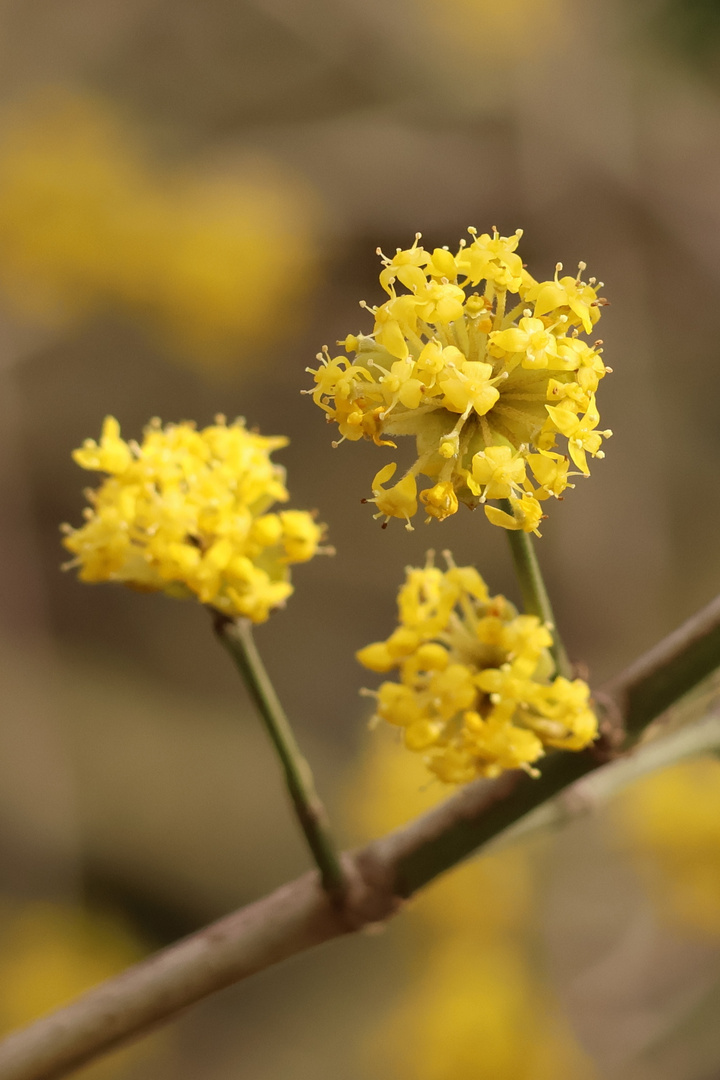 Früüüühling