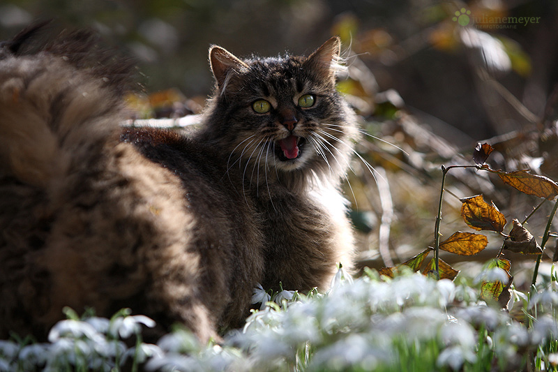 Früüüühling