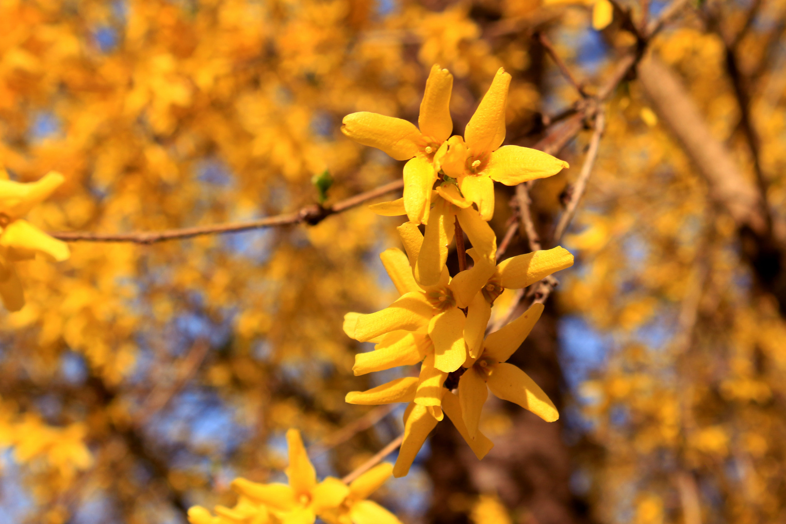 Früüüühling! :)