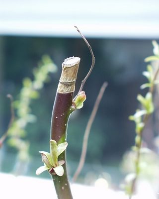 Früüüühling wird´s