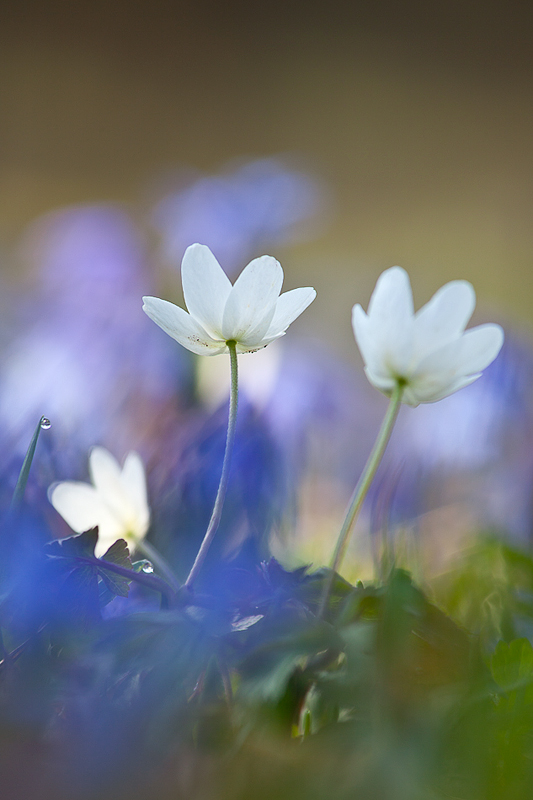 ***Früüüüühling***