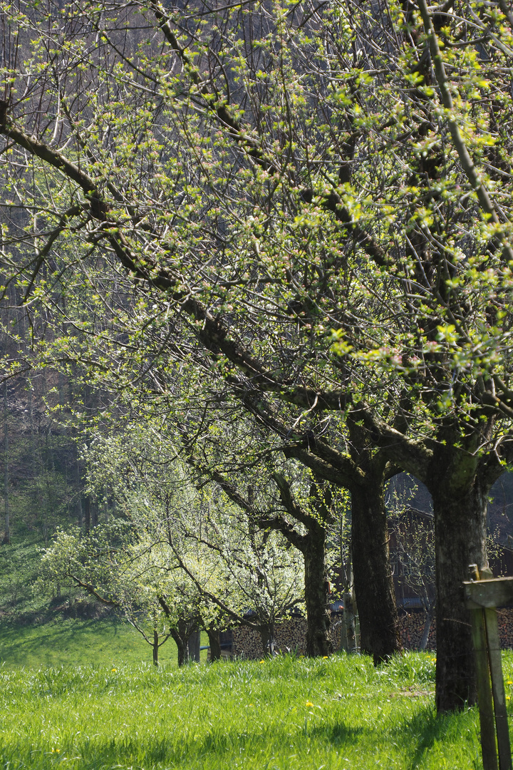 früüüüühling !