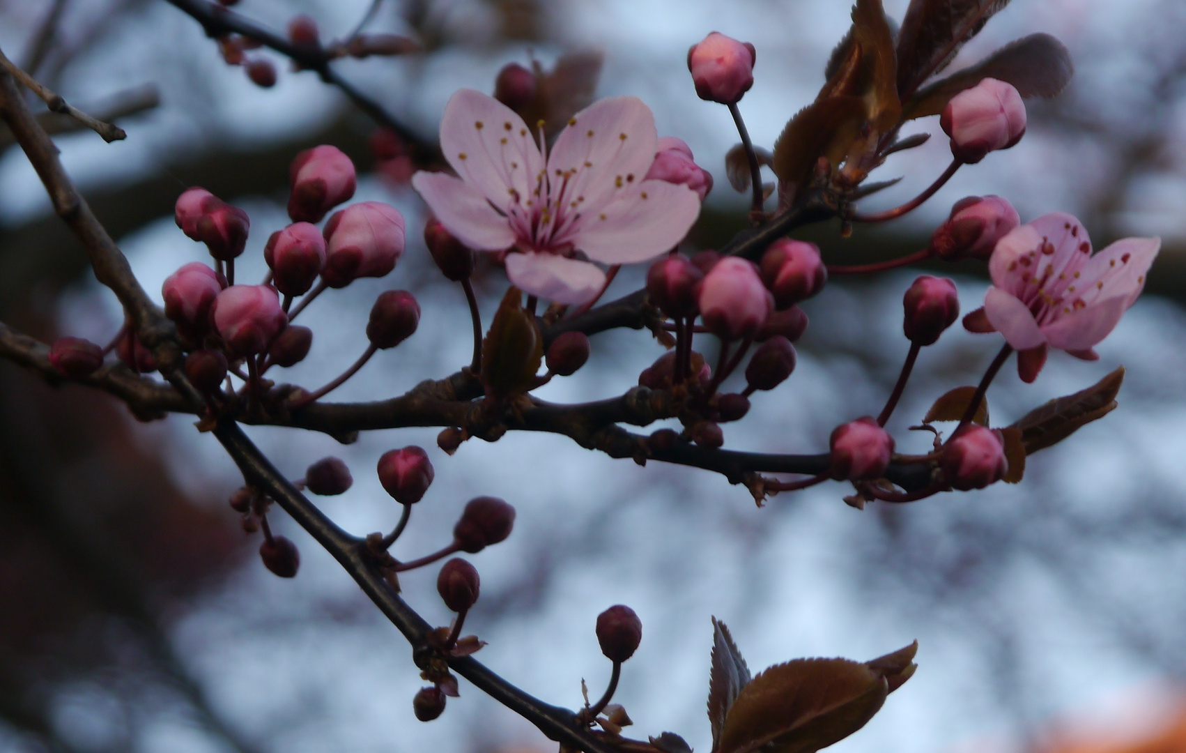 Früüüüüühling :>)