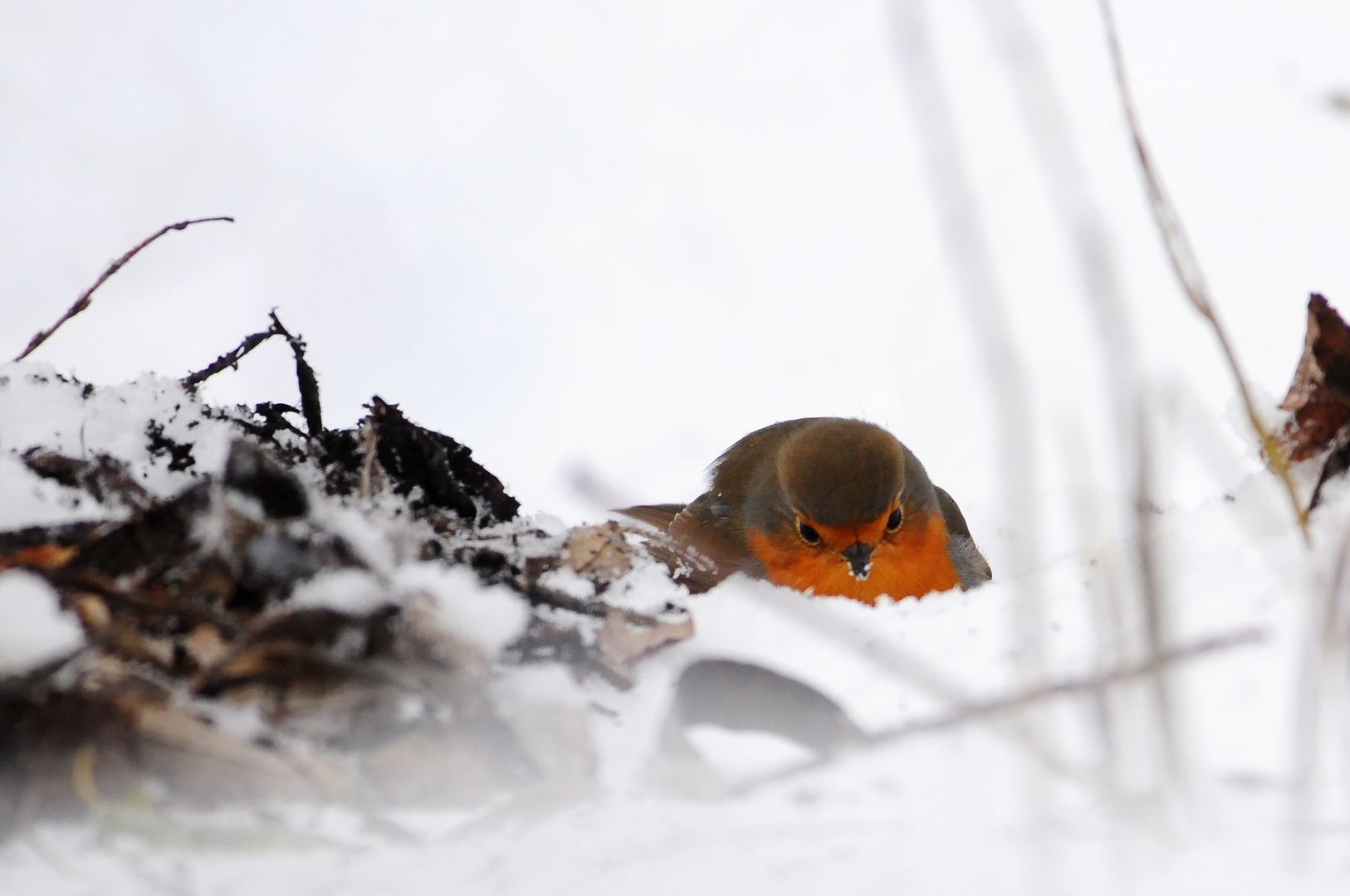 frugando nella neve