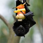 Fruit Bat